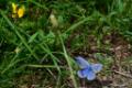 2015-08-05 Blauwtjes Langs de Randweg